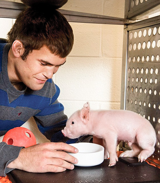 PNCL student helping piglet drink water