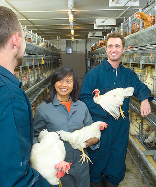 Poultry Research Farm