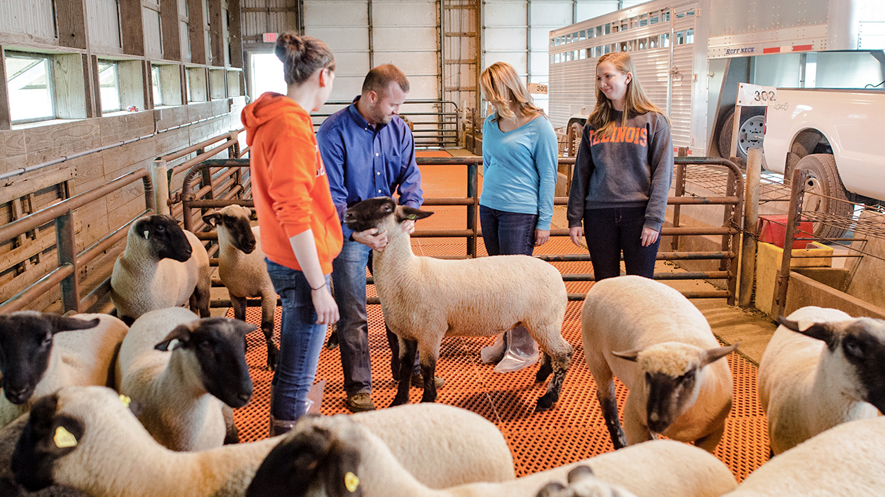 Students working with sheep.