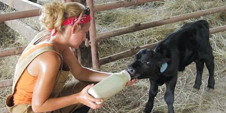 Student feeding a baby calf a bottle.