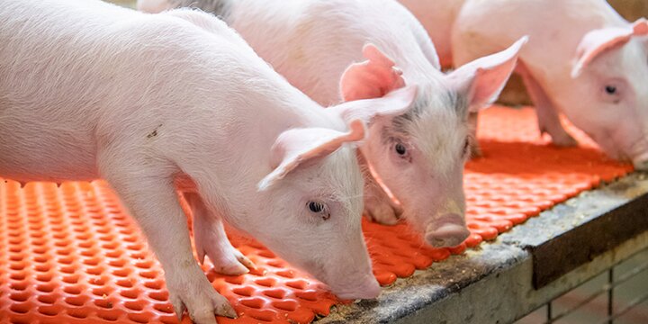 Piglets inside the Grein Swine Unit