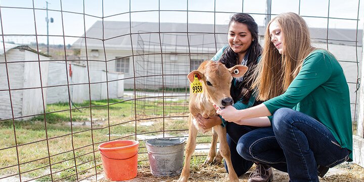 Two students hold a baby calf.