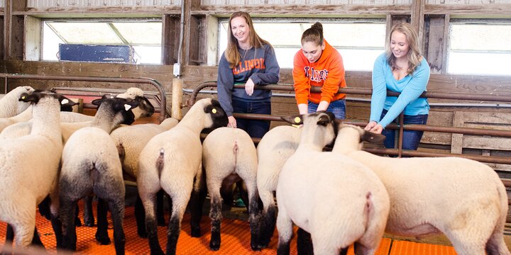 Animal Sciences students with sheep at an indoor facility