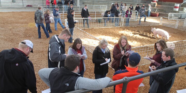 Judging team students at competition with pigs