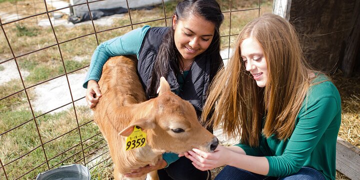 Students tending to a calf.