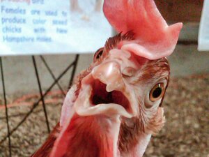 A magnificent chicken with its mouth open